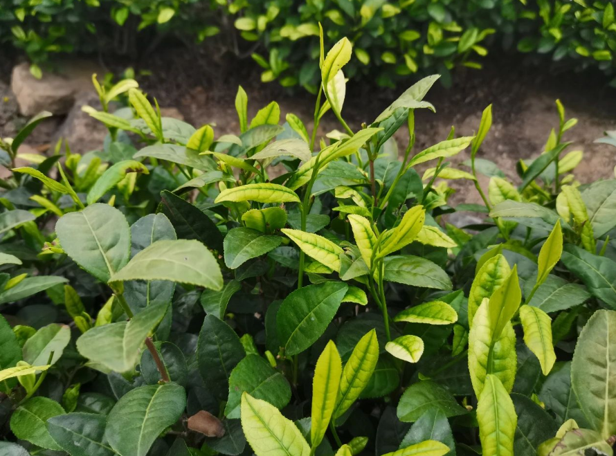 1686273173304158.png image.png